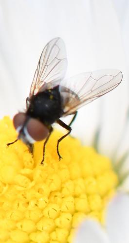 Phasia barbifrons